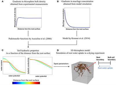 Modeling the Impact of Rhizosphere Bulk Density and Mucilage Gradients on Root Water Uptake